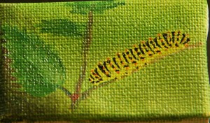 Olja på djup duk 6 x 4 cm tillsammans med "Makaonpuppa" och "Makaonfjäril" 200 kr