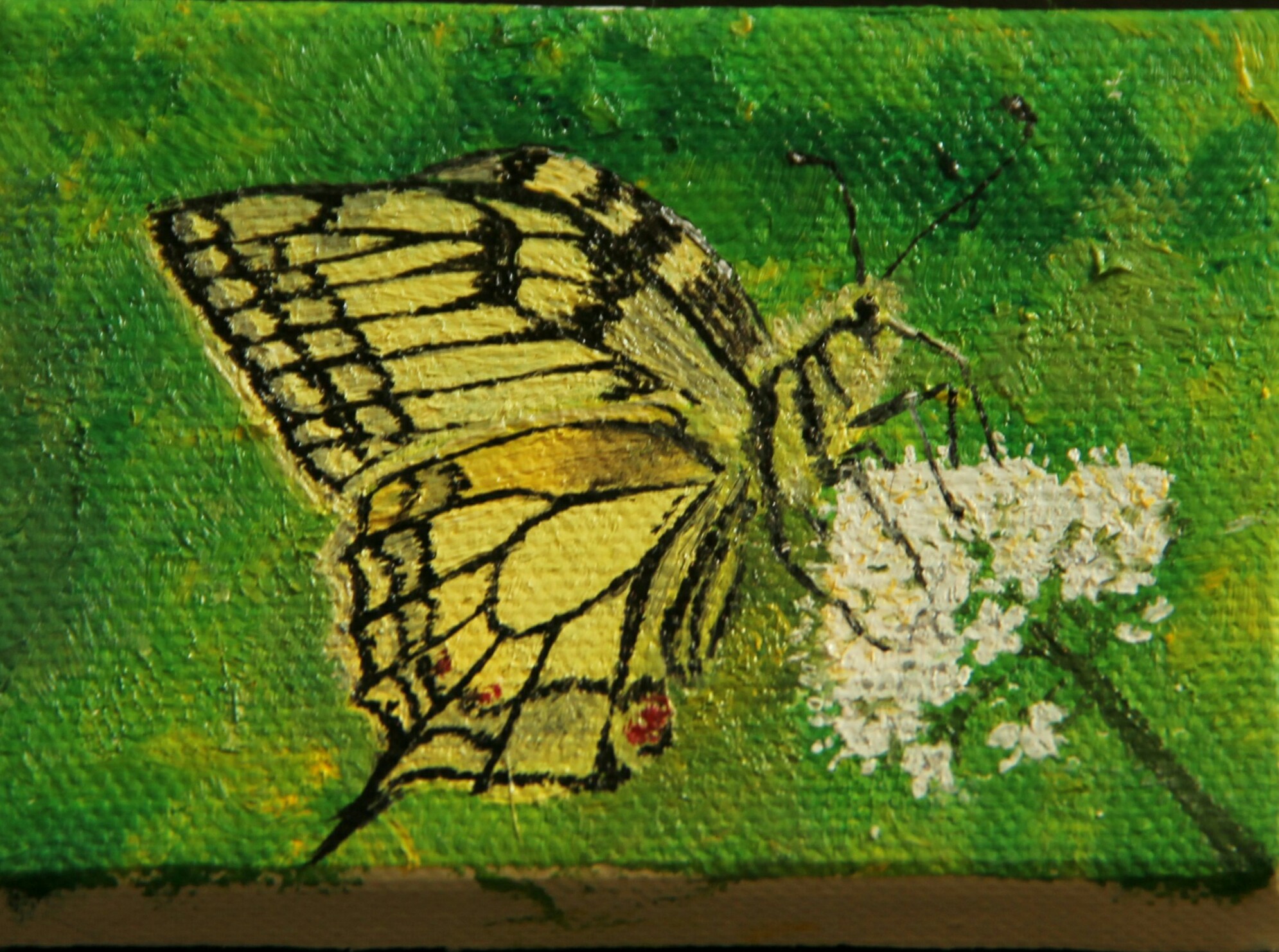 Olja på djup duk 6 x 8 cm tillsammans med "Makaonpuppa" och "Makaonlarv" 200 kr